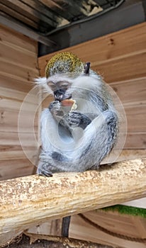 Green Monkey - Chlorocebus aethiops, beautiful popular monkey from West African bushes and forests