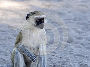 Green Monkey Chlorocebus aethiops, Chobe National Park, Botswana