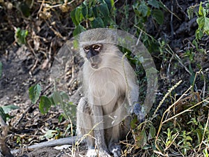 Green Monkey Chlorocebus aethiops, Chobe National Park, Botswana