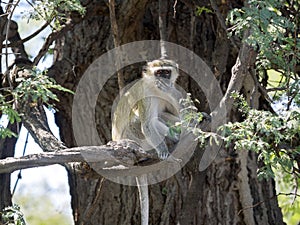 Green Monkey Chlorocebus aethiops, Chobe National Park, Botswana