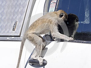 Green Monkey Chlorocebus aethiops, Chobe National Park, Botswana