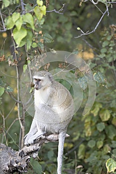 Green Monkey, Chlorocebus aethiops, in the Moremi National Park, Botswana