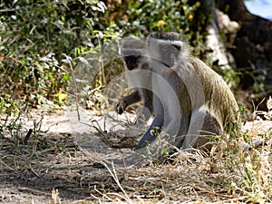 Green Monkey, Chlorocebus aethiops, sitting on the ground and watching the surroundings, Botswana