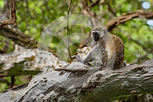Green Monkey - Chlorocebus sabaeus