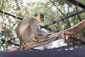 Green monkey, chlorocebus sabaeus, in captivity in Spanish zoo, resting and looking around