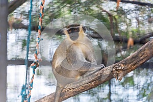 Green monkey, chlorocebus sabaeus, in captivity in Spanish zoo, resting and looking around