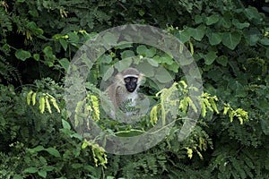 Green monkey, chlorocebus sabaeus, Chlorocebus aethiops