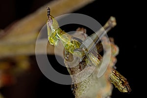 Green Monkey Grasshopper