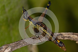 Green Monkey Grasshopper