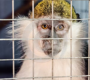 Green monkey looks sadly through the cage lattice