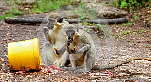 Green monkey in Senegal, Africa