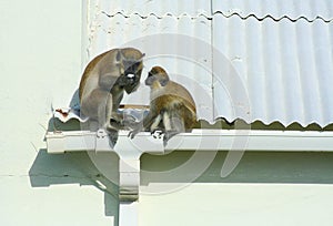 Green monkeys eating egg on roof
