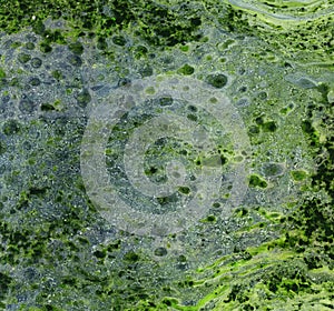 Green monotypy print