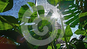 Green Monstera deliciosa Plants in the backyard with the sun shines