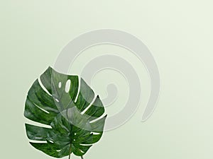 Green monstera leaf is on blurred background