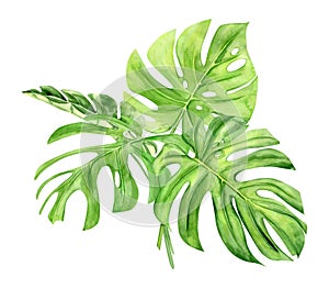 Green monstera leaf. Tropical plant. Hand painted watercolor illustration isolated on white background. Realistic botanical art.