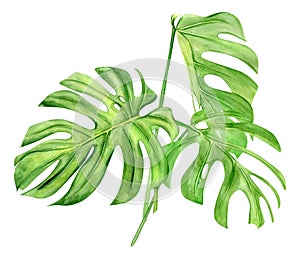 Green monstera leaf. Tropical plant. Hand painted watercolor illustration isolated on white background. Realistic botanical art.