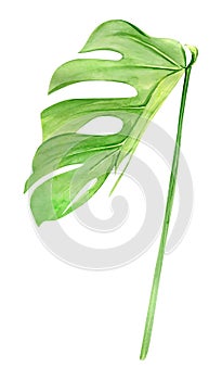 Green monstera leaf. Tropical plant. Hand painted watercolor illustration isolated on white background. Realistic botanical art.