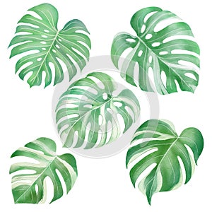 Green monstera leaf watercolor style