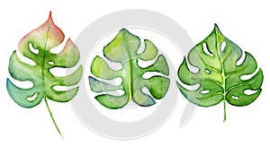 Green monstera leaf Watercolor Tropical plant Hand drawn illustration isolated on white background.