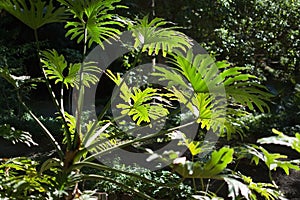 Green monstera leaves