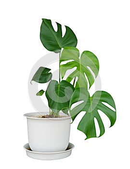 Green monstera leaves the tropical plant evergreen vine in white pot isolated on white background, clipping path