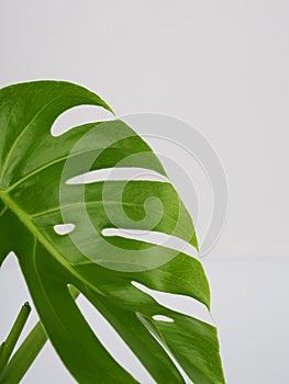 Green monstera leaves on a white background, copy space for text