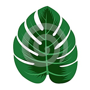 Green monstera leaves on white background isolate
