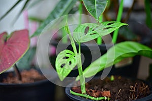 Monstera obliqua window leaf plants