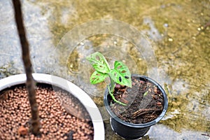 Monstera obliqua window leaf plants