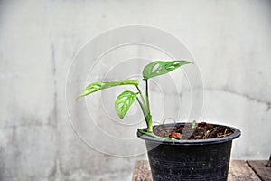 Monstera obliqua window leaf plants