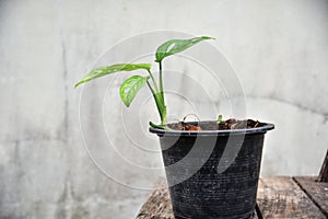Monstera obliqua window leaf plants
