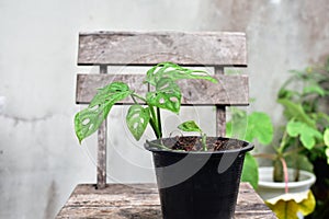 Monstera obliqua window leaf plants