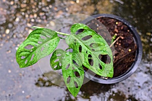 Monstera obliqua window leaf plants photo