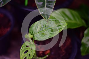 Monstera obliqua window leaf plants