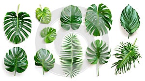 Green Monstera Palm and Tropical Plant Leaf Set for Design Elements - Isolated on White Background, Flat Lay