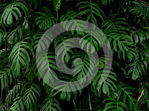 Green monstera philodendron tropical plant leaves vine background, backdrop