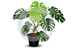 Green Monstera plant in black pot on white background with clipping path