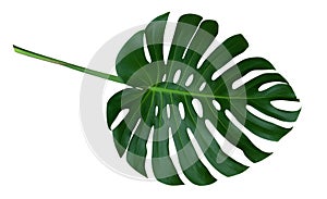 Green monstera plant leaf with stalk, the tropical evergreen vine isolated on white background, clipping path