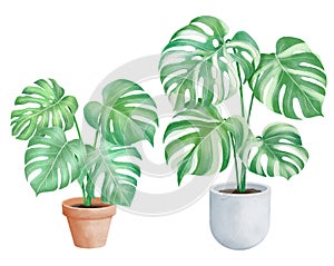 Green monstera and pots watercolor style