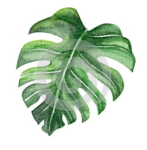 Green monstera tropical leaves watercolor illustration, isolated