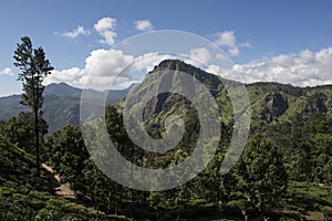 Green montains with tea plantations Ella, Sri Lanka.