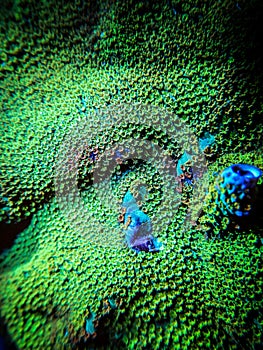 Green Montipora Coral