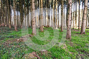 green moos on conifer forest