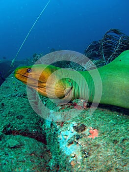 Green Moray Eel