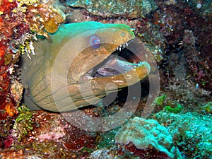 Green Moray Eel photo