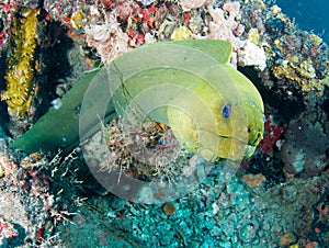 Green Moray Eel