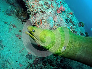 Green Moray Eel photo