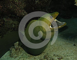 Green moray eel