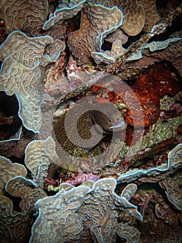 Green moray eel (Gymnothorax funebris) in coralhead in the Carribbean, Roatan, Bay Islands, Honduras